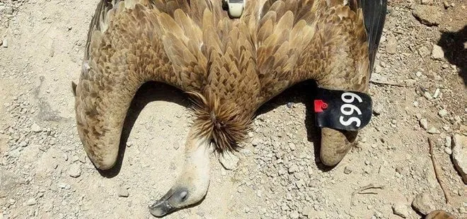 Suriye sınırında casus kuş
