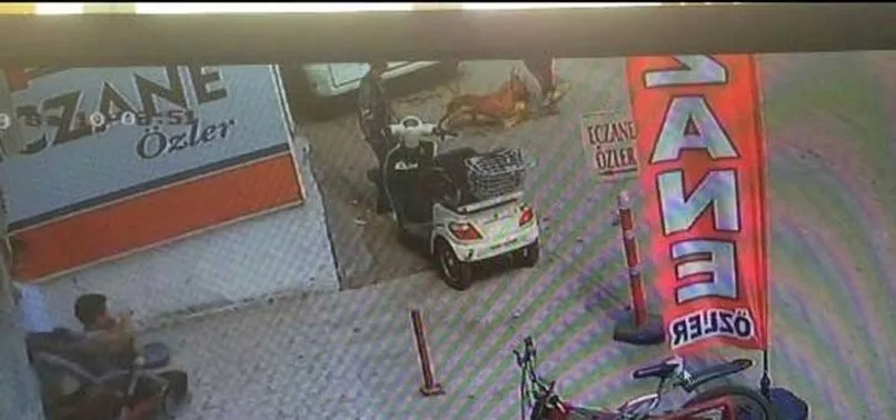 Hamile kediyi pitbullun önüne atmışlardı! Çocukların cezası belli oldu