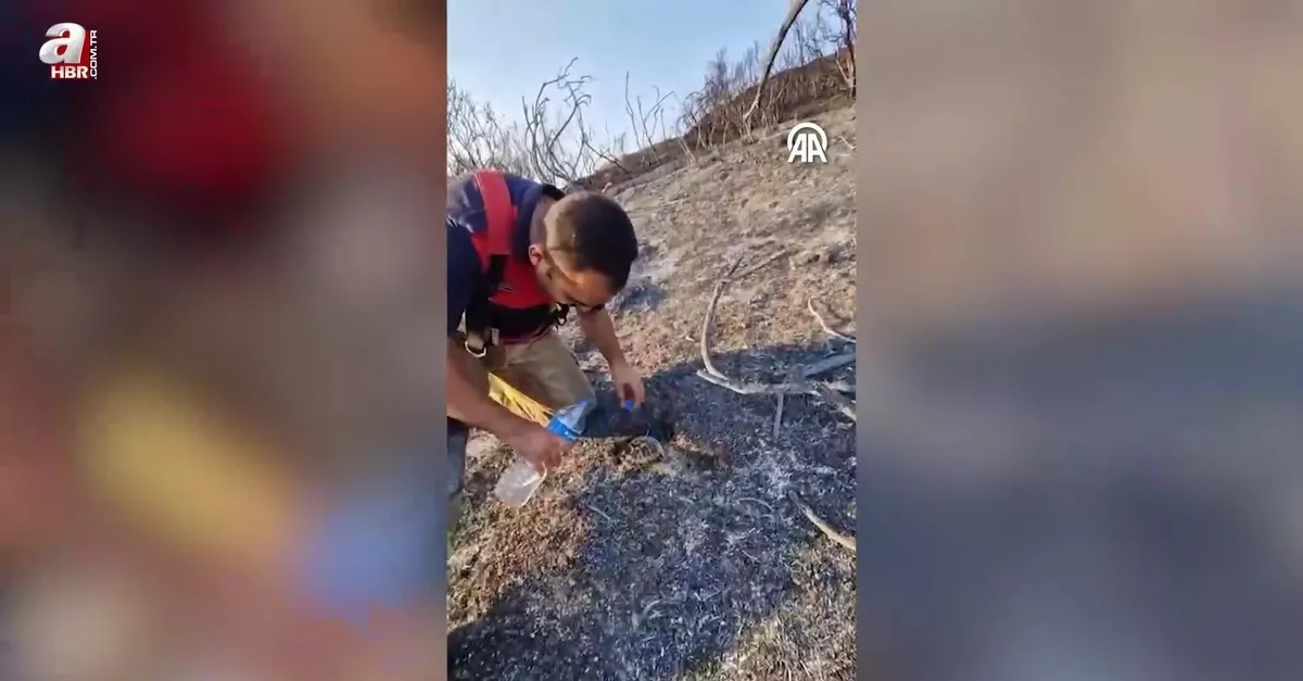 Hatay'da yangından etkilenen kaplumbağayı itfaiye ekibi kurtardı