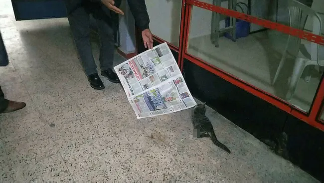 Kocaeli'de kedinin 4 bacağı kesip pasajın koridoruna attılar - 4