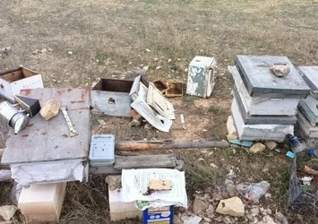 Kış uykusuna yatmayan ayılar dehşet saçtı: Yerleşim yerlerine inip...