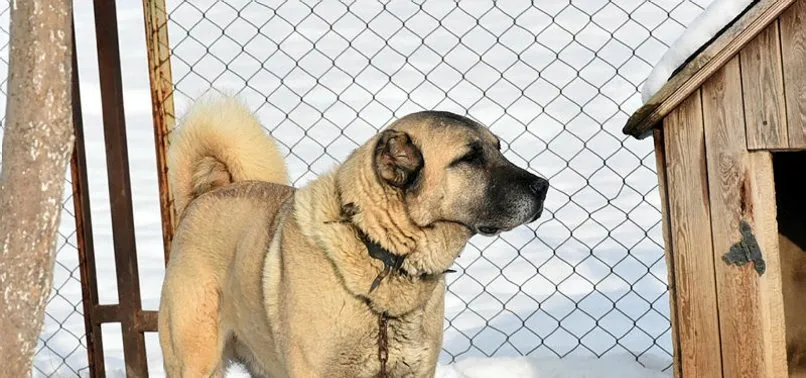 Avrupa Ulkesinin Tek Umudu Turk Kangali