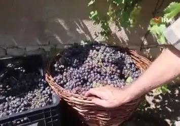 Üzümün asmadan pekmez yolculuğu kamerada