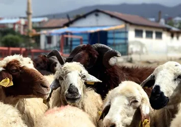 Kurban kesmek yerine sadaka vermekle bu ibadet yerine getirilmiş olur mu?