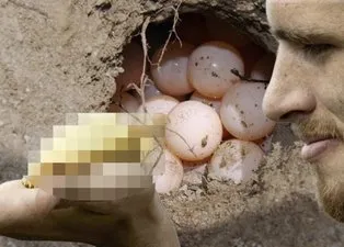 Kaplumbağa yumurtasından bakın ne çıktı 🐢 Daha önce böylesi görülmedi