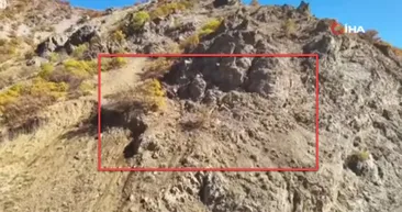 🎁Doğanın gizli hediyesi... 🎥Belgeselleri aratmayan görüntüler Türkiye’den