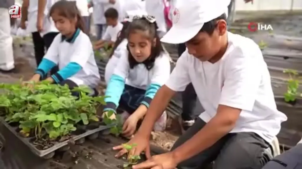 Osmaniye’de minik eller toprağa dokundu çilek ekimi yaptı