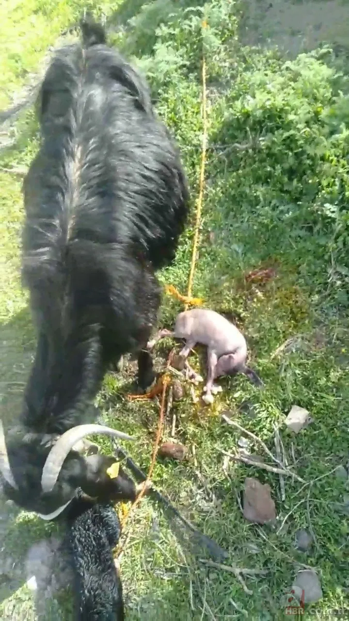 Yeni doğan keçi bakın nasıl dünyaya geldi! Gören şaştı kaldı ’Çok korktuk acaba domuz yavrusu mudur?’