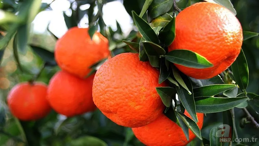 Mandalinaların ömrünü uzatan sır! O detayı kimse bilmiyor: Hemen uygulayın 4