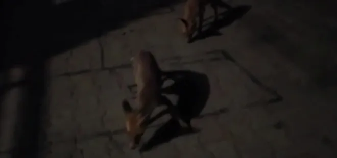 Evine gelen tilkileri eliyle besliyor