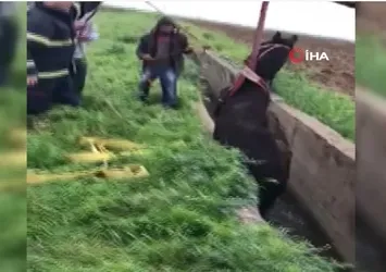 Şanlıurfa'da kanala düşen at kurtarıldı