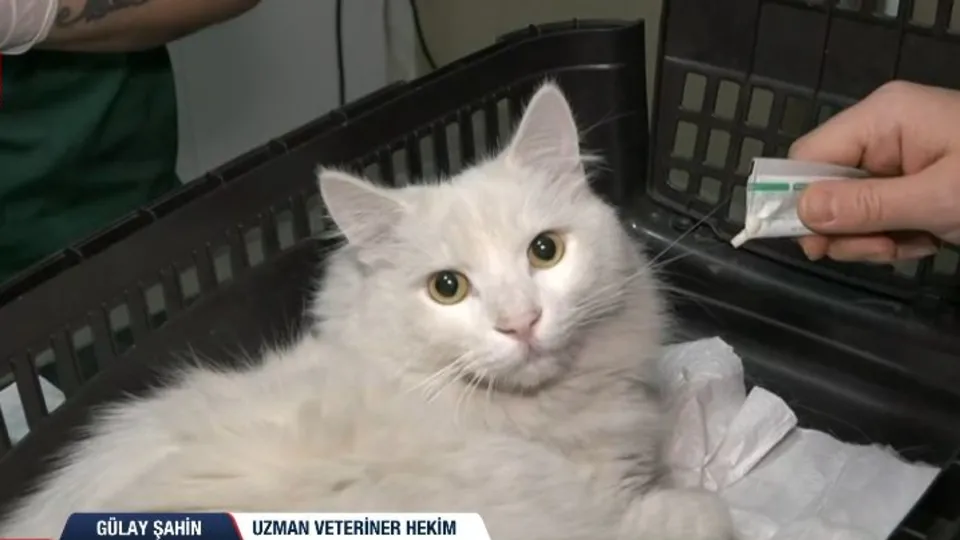 Evcil hayvanlar için çip süresi doluyor