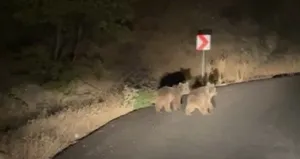 Erzincan’da iki yavru ayı yola indi