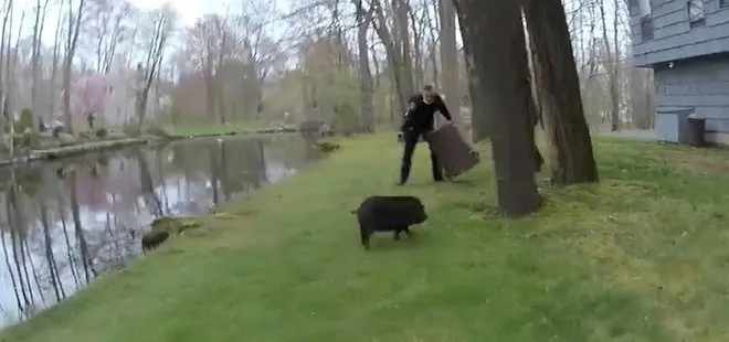 ABD’de polislerin yaban domuzu ile imtihanı!
