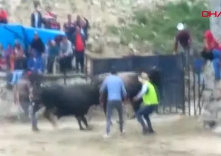 Rize Çamlıhemşin'de boğa paniği! Seyircilerin arasında daldı