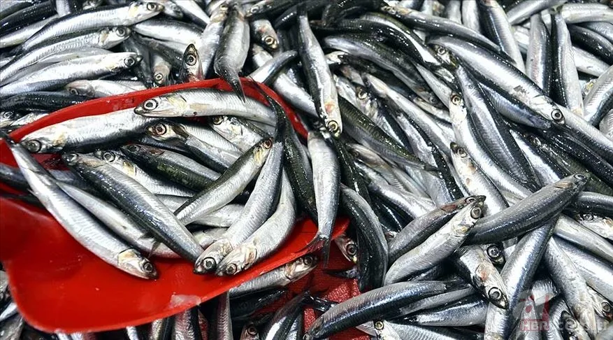 Kanuni sofrasından eksik etmezdi! Tezgahlarda yerini aldı! Kalp dostu... 7