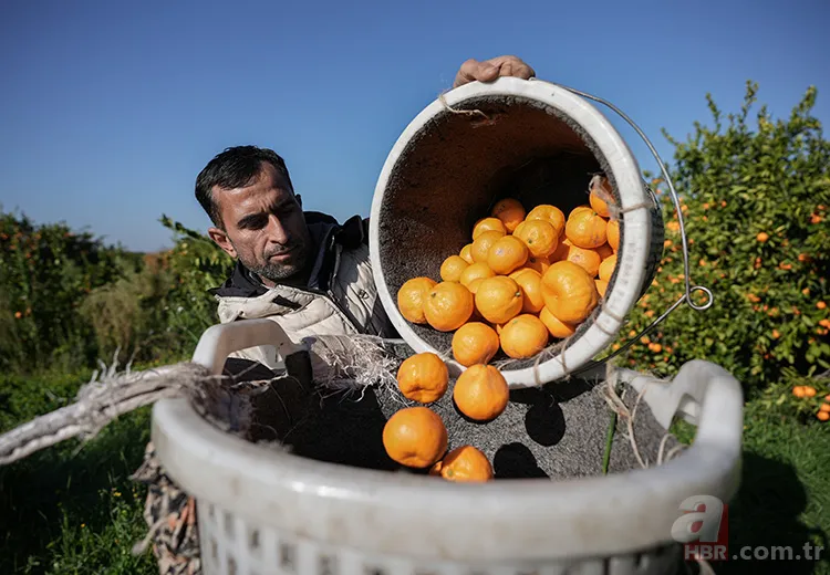 Mandalinaların ömrünü uzatan sır! O detayı kimse bilmiyor: Hemen uygulayın 2