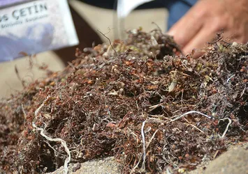 İzmir'de yeni felaket! Vatandaşlardan CHP'ye Sargassum tepkisi