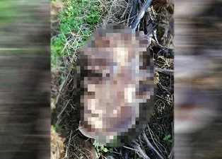 Gezinirken çam ağacının dibinde buldu! Devasa yapısıyla hayrete düşürdü! Ağırlığı 5 kilonun üzerinde….