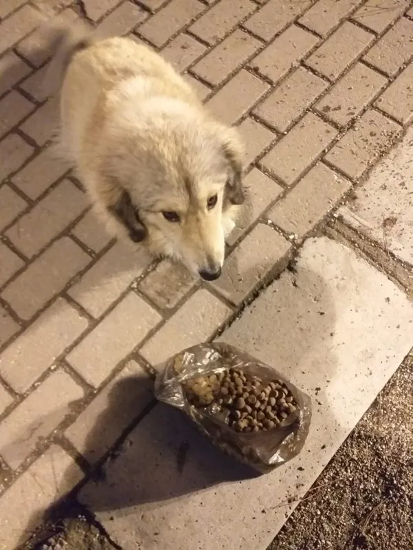 Son dakika: Hayvan hakları yasası tamam! İşte madde madde tarihi düzenleme - 4