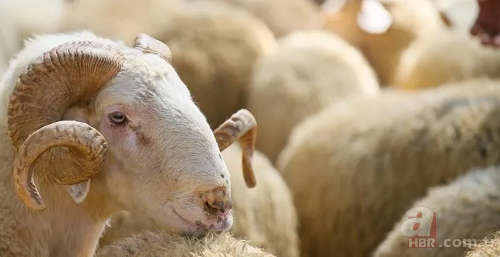 Kurban etinde bu hatayı sakın yapmayın! "Ölüm katılığı"na dikkat 1