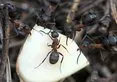 Karıncaların kökünü kazıyan en etkili yöntem: 1 damlası bile yetiyor...