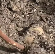 Topraktan çıkan beyaz altın