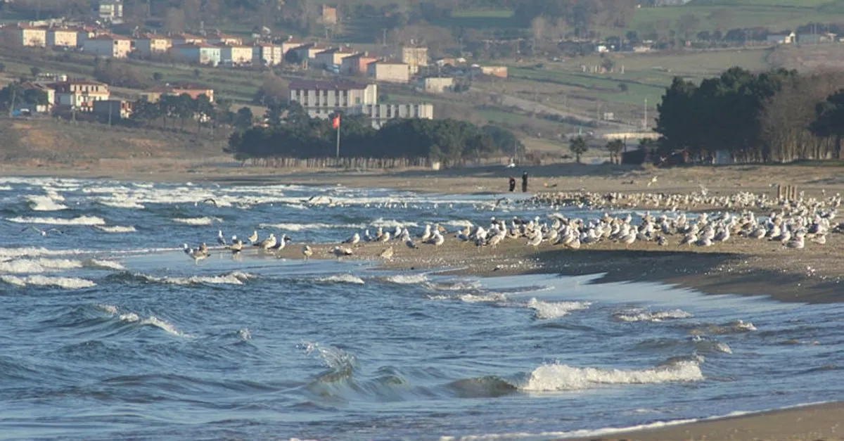 Sinop sahillerinde martı istilası