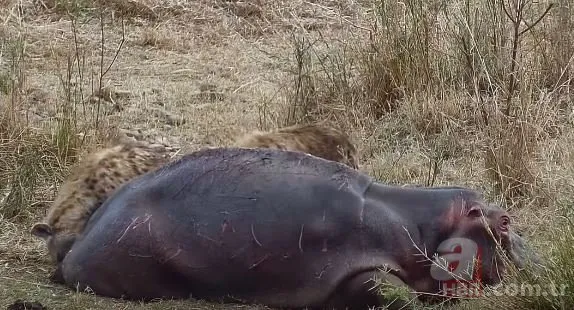 Dünya tarihinde böyle bir görüntü kayda alınmadı! Sırtlanlar su aygırını tuzağa düşürdü