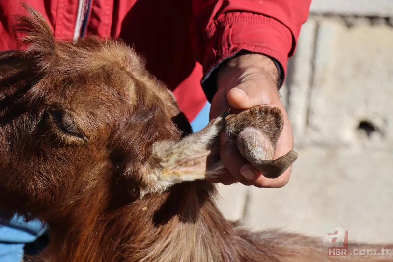 Ahırın kapısını açınca dehşete düştü! 3 gözlü 4 burun delikli buzağıyı görenler inanamadı! Kuyruğunda… 9