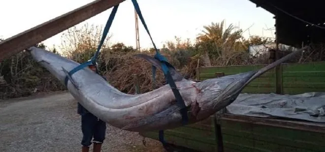 Türkiye’de ilk kez Adanalı balıkçılar tarafından yakalandı! Tam 274 kilo