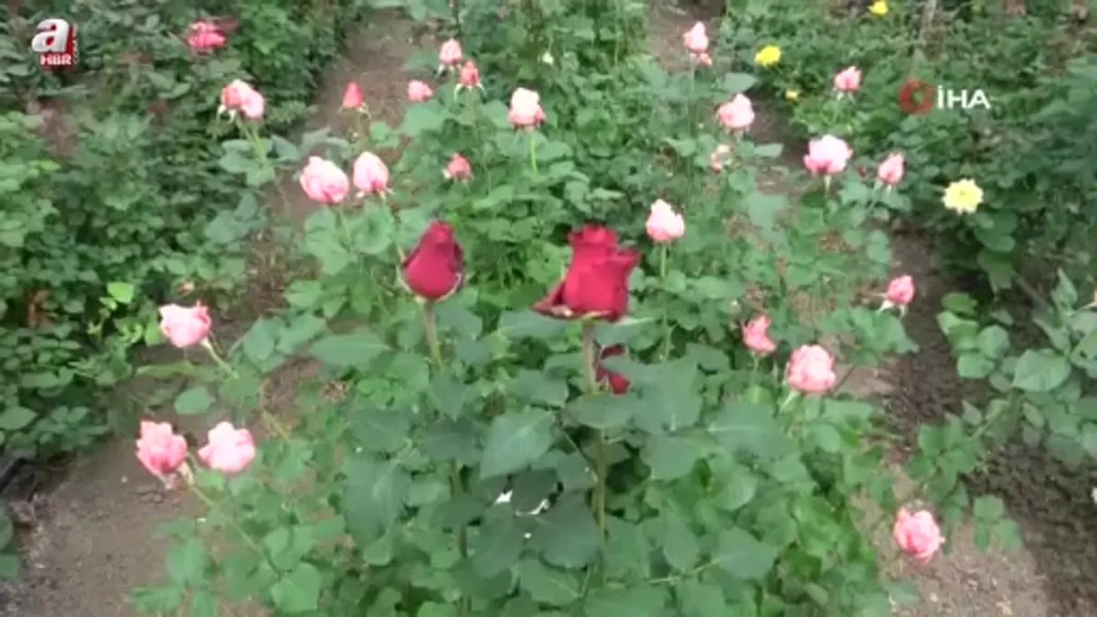 Adana'da ithal gül yerli gülün fiyatını düşürdü