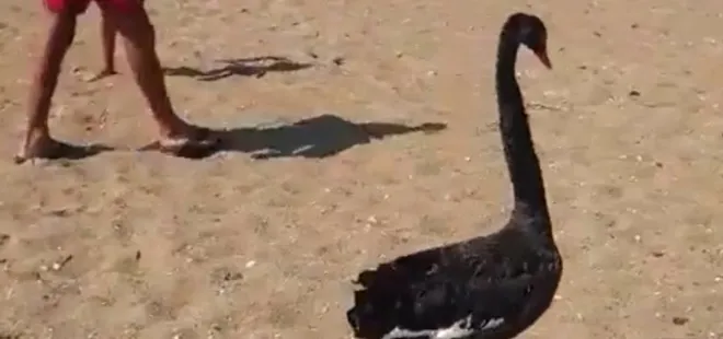 Türkiye'de ikinci kez görüldü! Antalya'da siyah kuğu sürprizi