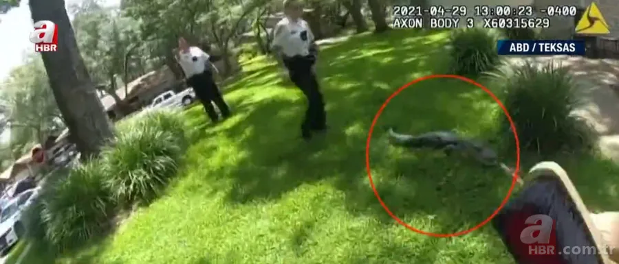 Sürücülerin kabusu oldu! Geceleri ortaya çıkıp yola fırlıyor 12