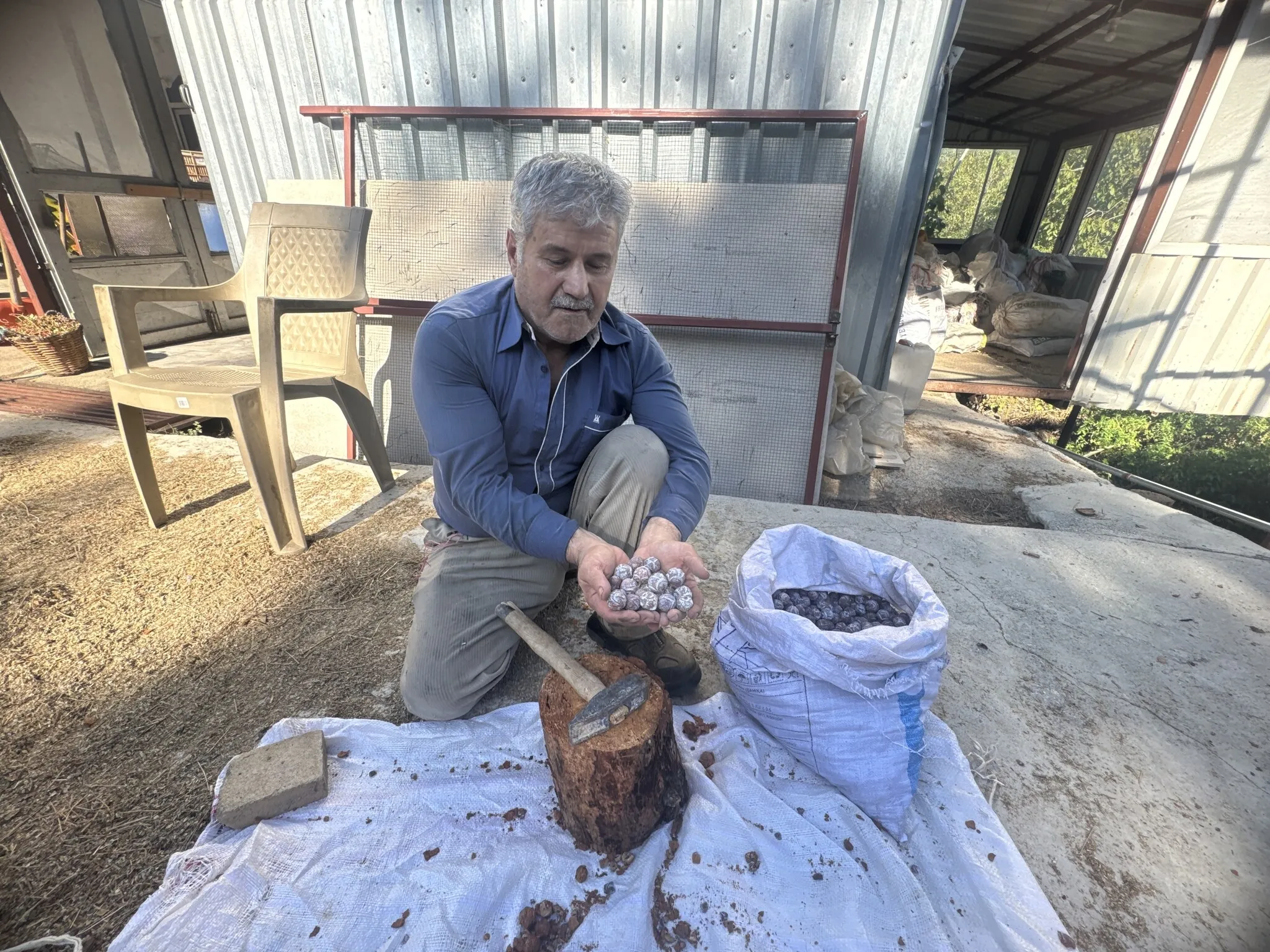 5 kilo kozalaktan sadece 1 kilo çıkıyor! Toroslar'da üretiliyor, 500 liraya satılıyor