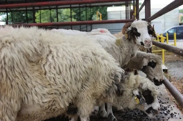 İllere göre kurbanlık fiyatları 2022: Kurbanlık fiyatları ne kadar, kaç TL oldu? İstanbul, Ankara, İzmir küçükbaş ve büyükbaş kurbanlık fiyatları açıklandı mı?