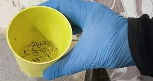 Hatay’da mide bulandıran görüntüler!