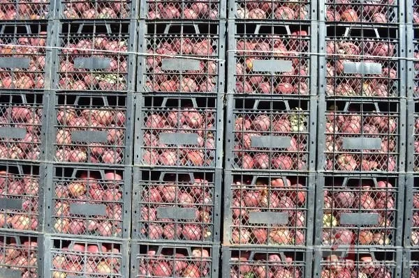 Bahçede görüp etkilendi kariyerini bıraktı! Şimdi hayatı değişti! 10 yılda... 9