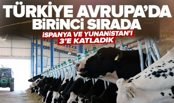 Türkiye hayvancılıkta Avrupa’nın lideri oldu! İspanya ve Yunanistan’ı 3’e katladık