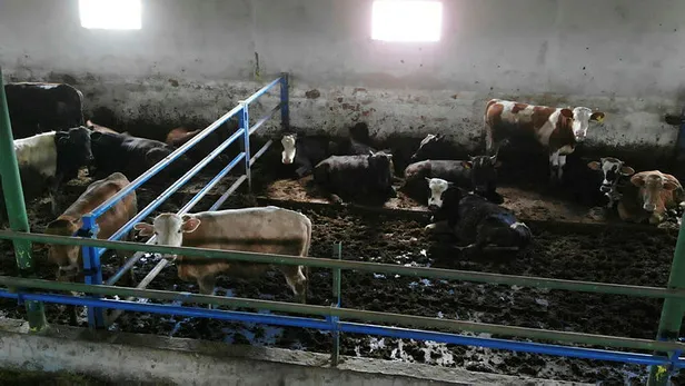 Bayram tatili kaç gün oldu, 11 gün oldu mu? Kurban Baramı tatili ne zaman başlıyor? 15 Temmuz ile birleşti mi?