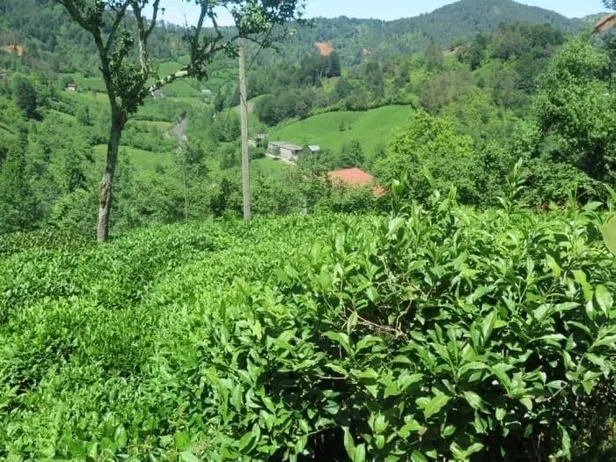 caykur-kura-sonuclari-aciklandi-mi-2022-caykur-mevsimlik-isci-alimi-kura-sonuclari-nereden-ogrenilir-1648622075811.jpg ÇAYKUR kura sonuçları açıklandı mı? 2022 ÇAYKUR mevsimlik işçi alımı kura sonuçları nereden öğrenilir? - 6