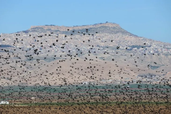Mardin'de tarlalara akın eden kuşlar gökyüzünü kapattı