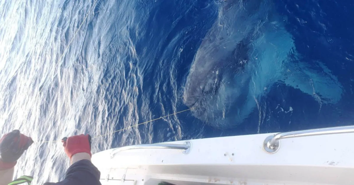 Balıkçıların oltasına takıldı! Dev balık hayrete düşürdü