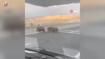 Yolda domuz sürüsü paniği