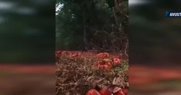 Milyonlarca yengeç göç yolunda! Christmas Adası kızıla büründü