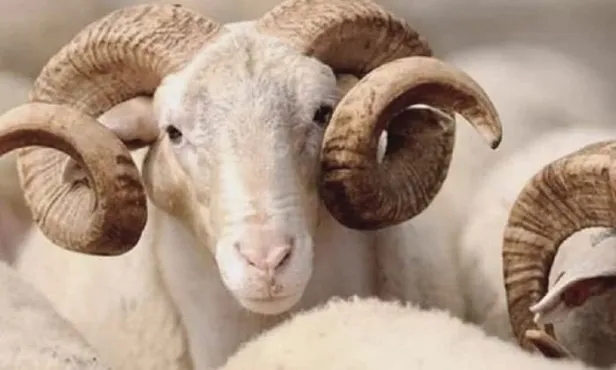 Kurbanlık küçükbaş büyükbaş fiyatları ne kadar 2020? Carrefoursa, BİM, 101 kurbanlık koç fiyatları...