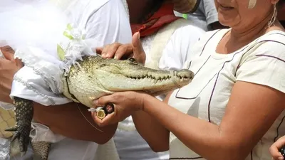 Belediye Başkanı timsahla evlenip...