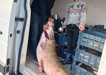 Keban Gölü'nde dev balık! Av yasağının bitimine saatler kala yakalandı
