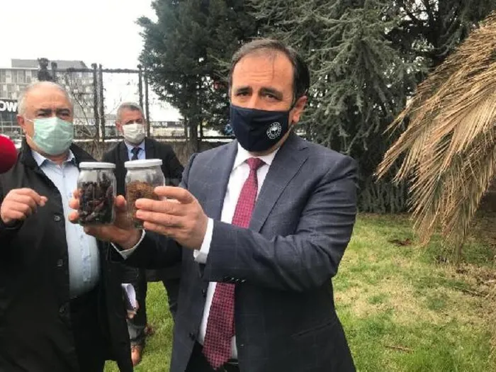 İstanbul'da palmiyeler için 'kırmızı' tehlike! Çok sayıda ağaç kesildi - 4