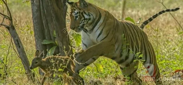 Partnerini kaybetmişti! Dünyanın en yalnız fili "Kaavan"... 22